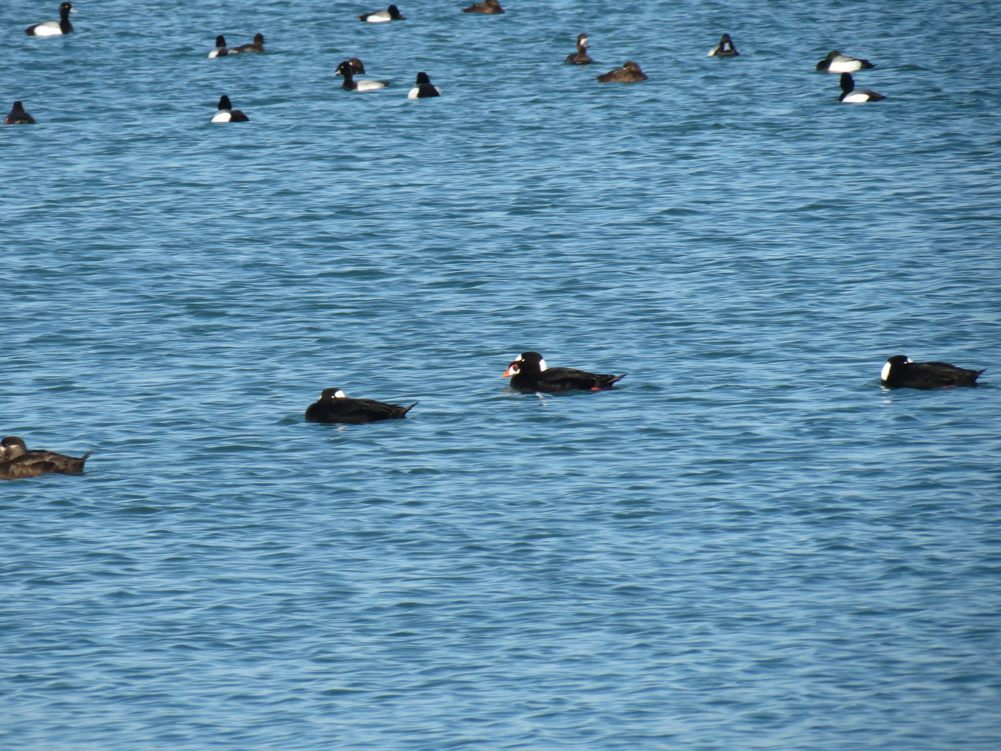Surf Scoter