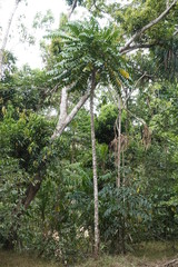 Polyscias australiana