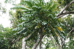 Polyscias australiana