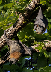 Pteropus poliocephalus