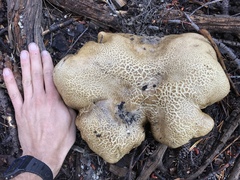 Caloboletus frustosus