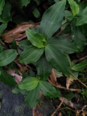 Goodyera henryi