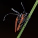 Long-nosed Lycid Beetle - Photo (c) Matt Goodwin, some rights reserved (CC BY-NC-ND), uploaded by Matt Goodwin