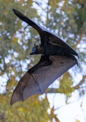 Pteropus poliocephalus