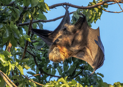 Pteropus poliocephalus