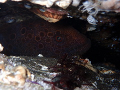 Anarrhichthys ocellatus