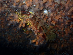 Hemilepidotus hemilepidotus