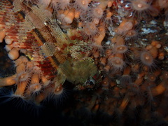 Hemilepidotus hemilepidotus