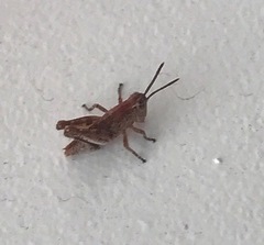 Phaulacridium vittatum