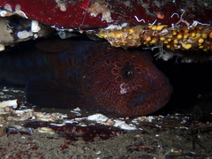 Anarrhichthys ocellatus