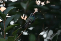 Cynanthus latirostris