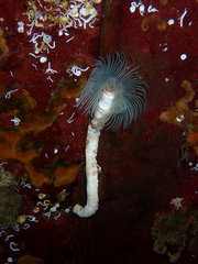 Protula pacifica