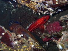 Sebastes ruberrimus