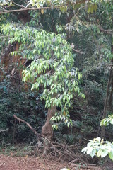 Syzygium tierneyanum
