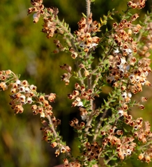 Erica perlata