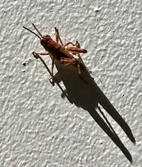 Phaulacridium vittatum