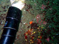 Echidnocerus cibarius