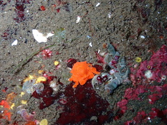 Echidnocerus cibarius