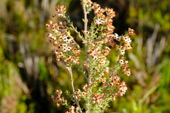 Erica perlata