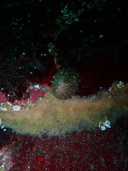 Puncturella cucullata