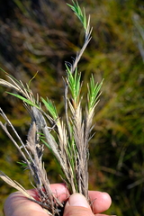 Ehrharta rupestris rupestris