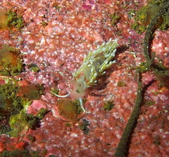 Rubramoena rubescens