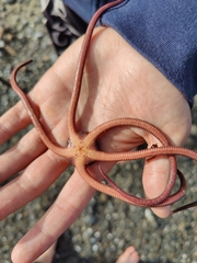 Ophiopsammus maculata