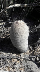 Epithelantha greggii greggii