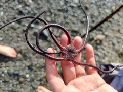 Ophiopsammus maculata