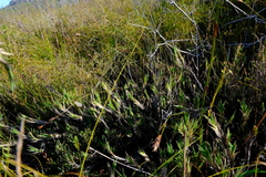 Ehrharta rupestris rupestris