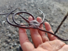 Ophiopsammus maculata