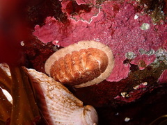 Tripoplax trifida