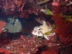 Hemilepidotus hemilepidotus