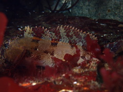 Hemilepidotus hemilepidotus