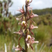 Prasophyllum suttonii × tadgellianum - Photo (c) Michael Keogh, algunos derechos reservados (CC BY-NC-SA), subido por Michael Keogh