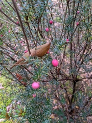 Leptecophylla pogonocalyx