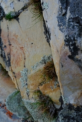 Ficinia esterhuyseniae