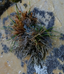 Ficinia esterhuyseniae