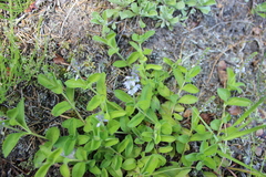Veronica officinalis