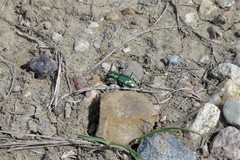 Cicindela decemnotata