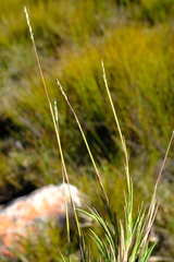 Ehrharta rupestris rupestris