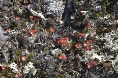 Cladonia coccifera
