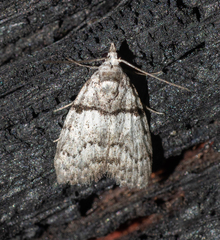 Nola pygmaeodes