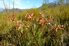 Elegia spathacea