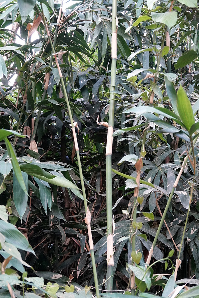 Neololeba