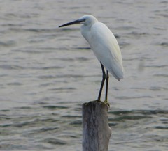 Egretta garzetta dimorpha