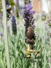 Phidippus octopunctatus