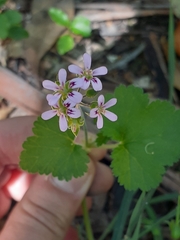 Pelargonium inodorum