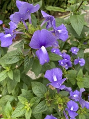 Achetaria azurea