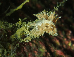 Eubranchus vittatus